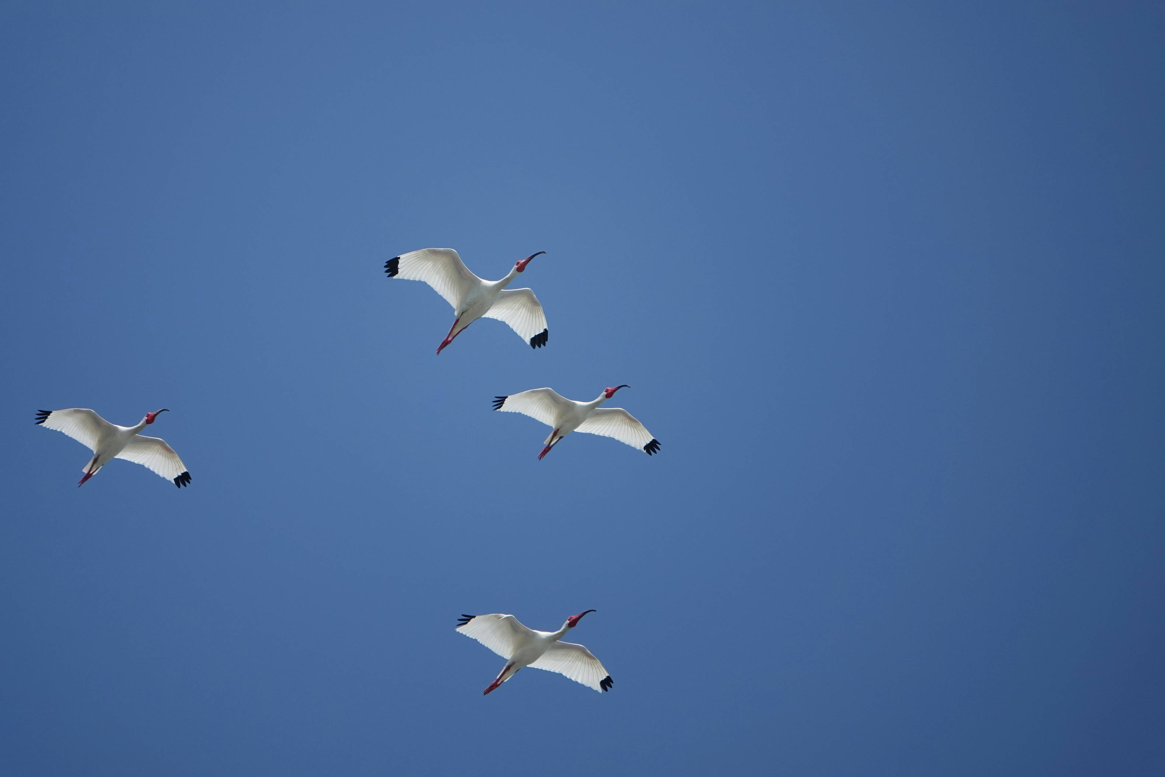 a flock of birds flying through a blue sky