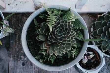 Strategies for Selecting the Ideal Indoor Greenery for Your Home