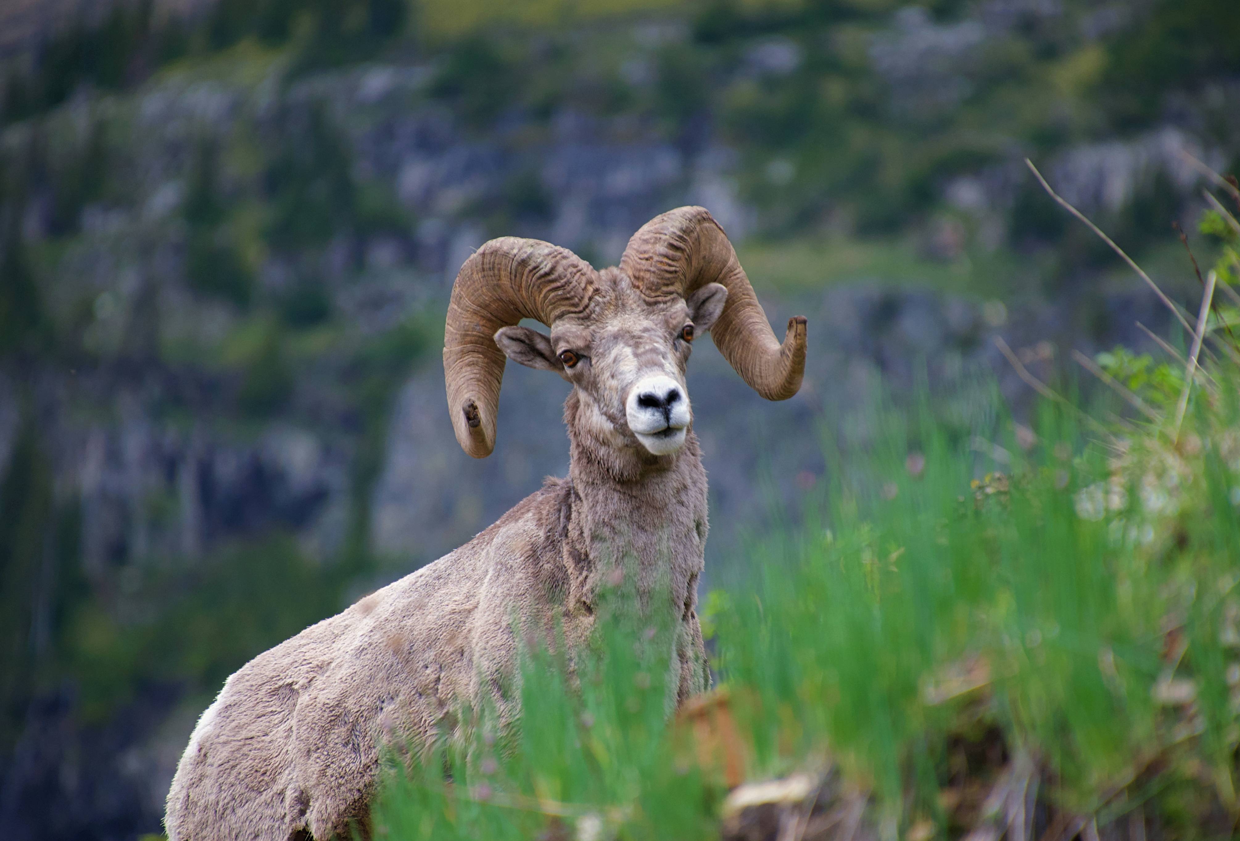 A ram standing in a field of tall grass
