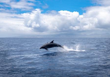 Amazing Dolphins