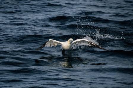The Most Incredible Things You Never Knew About Northern Gannets
