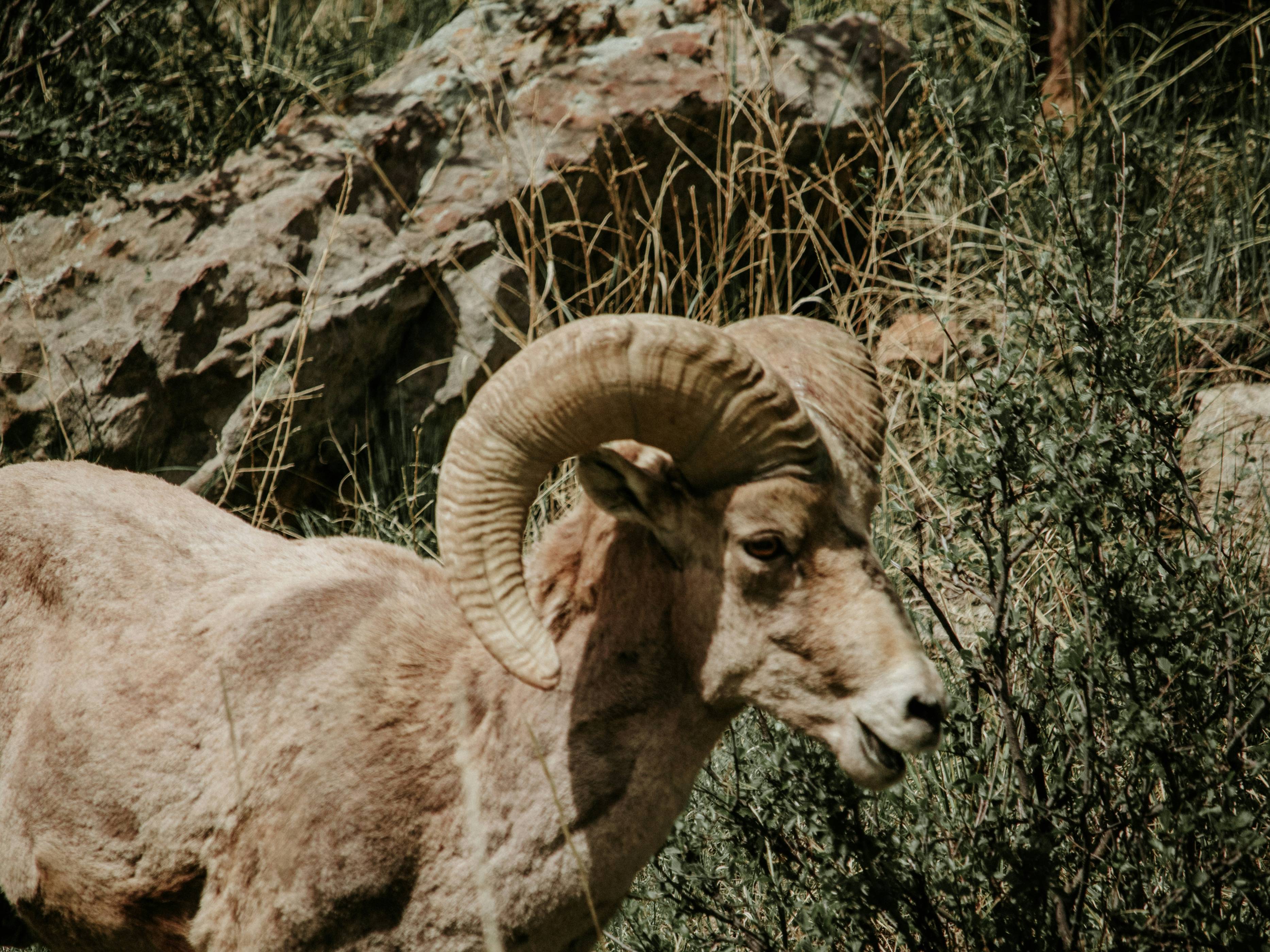a ram with large horns standing in a rocky area