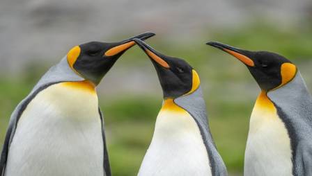 King Penguin
