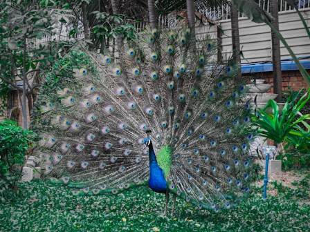 11 Fascinating Facts About Peacocks