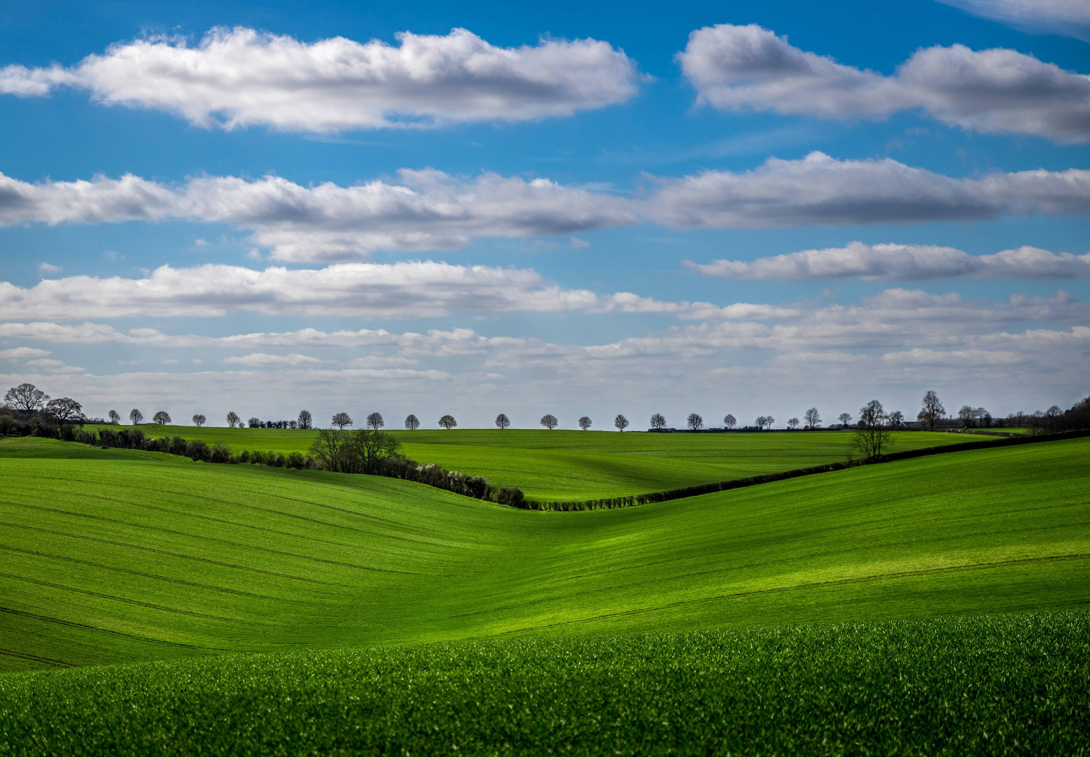 a large green field
