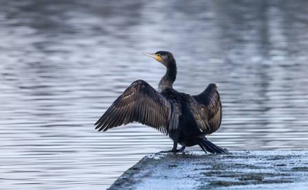 Cormorant (Phalacrocorax carbo)