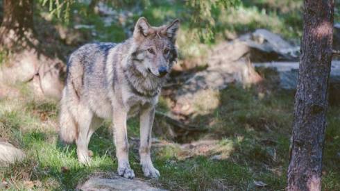 The Velocity of Wolves: Unraveling the Speed of Different Wolf Subspecies
