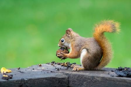 The Most Adaptable Acrobats: A Guide to Squirrels