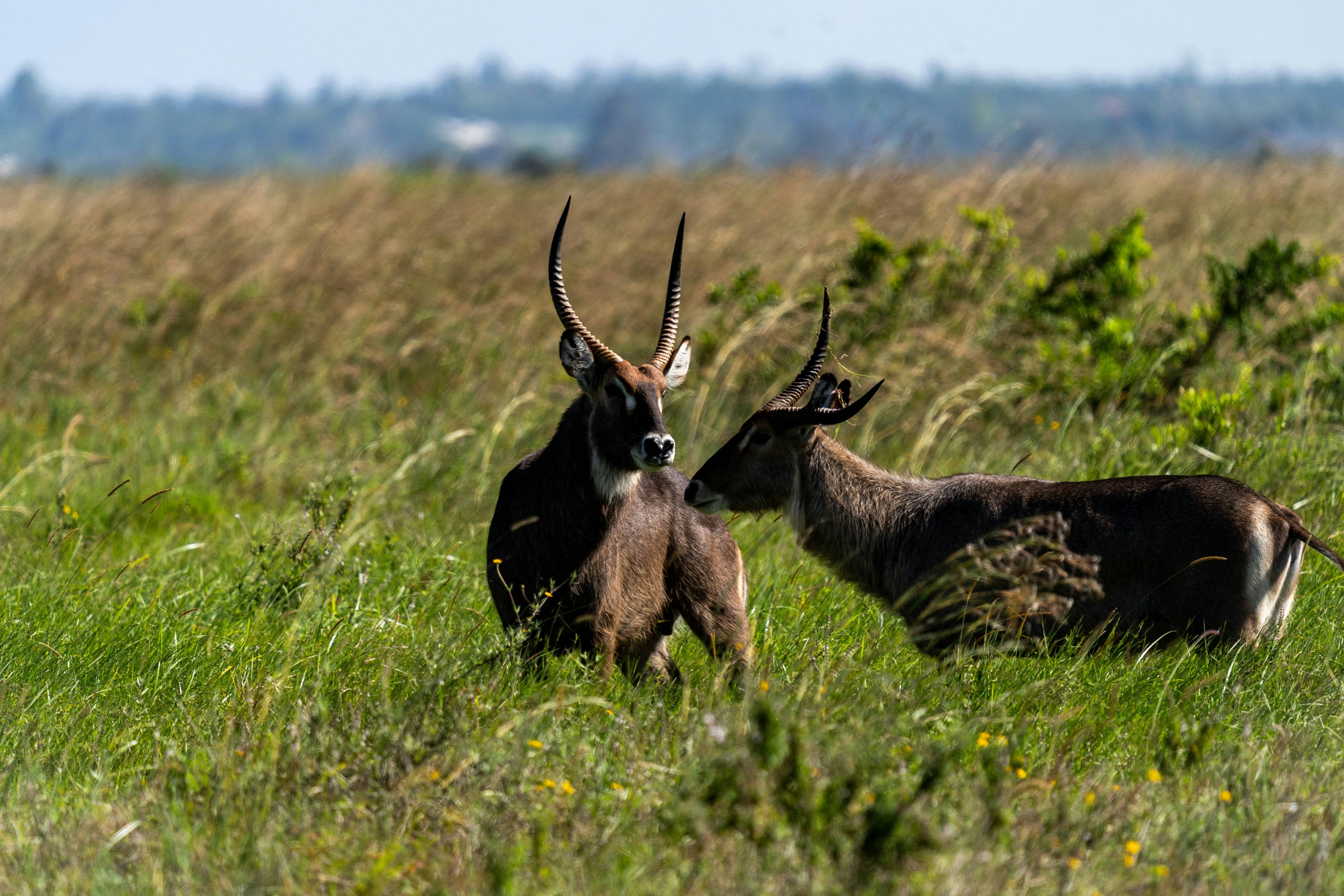 Two antelope standing in a field of tall grass