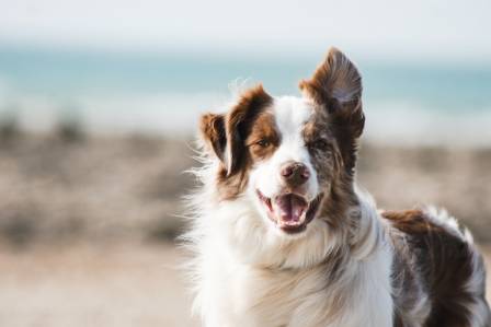5 Surprising Health Perks of Pet Ownership