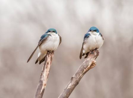 World Migratory Bird Day 2025