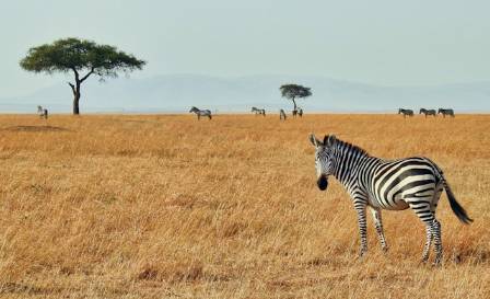 Essential Facts About the Endangered Grévy's Zebra