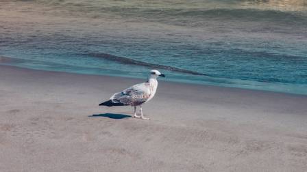American Herring Gull: A Coastal Giant