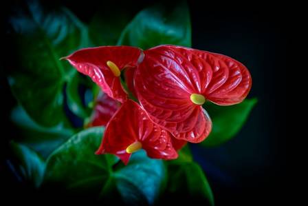 Discover the Hidden Perks of the Anthurium Plant