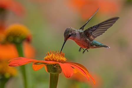 10 Fascinating Insights into Hummingbird Behavior