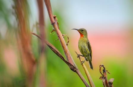 The Life and Characteristics of the Beautiful Sunbird