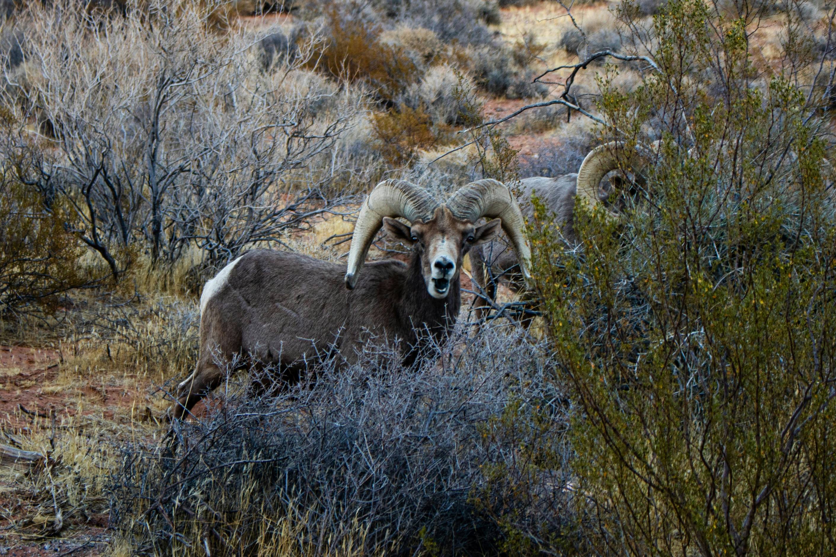 Two bighorn sheep are hiding in the bushes.