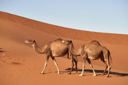 13 Fascinating Insights Into Camels