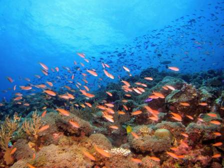 The World's 7 Most Exquisite Coral Reefs