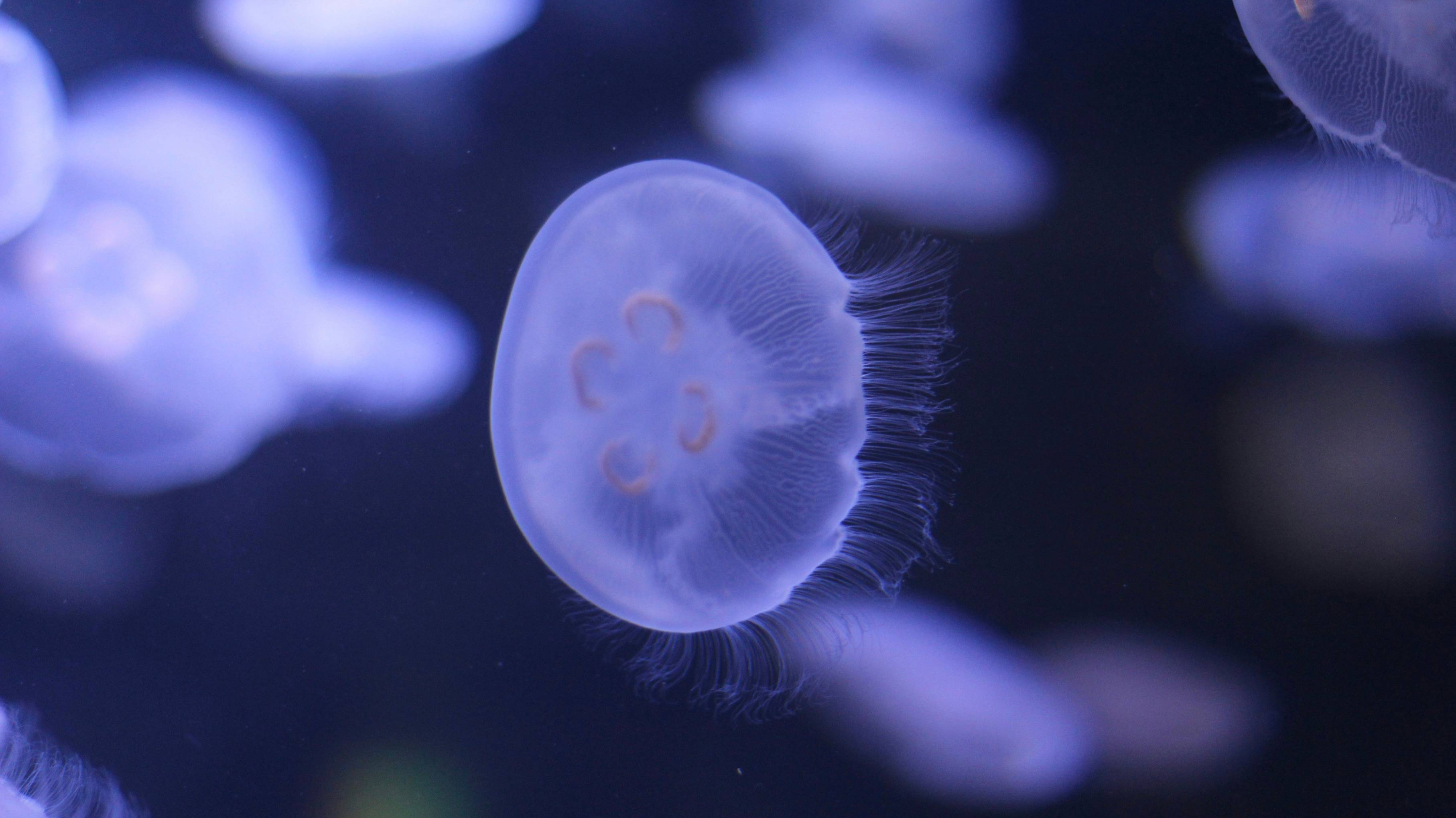 a group of jellyfish swimming in a tank