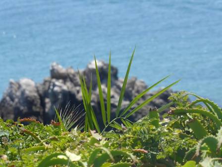 8 Best Coastal Plants That Grow Great Near the Ocean