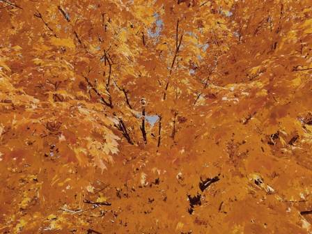 Eight Fascinating Facts About Autumn