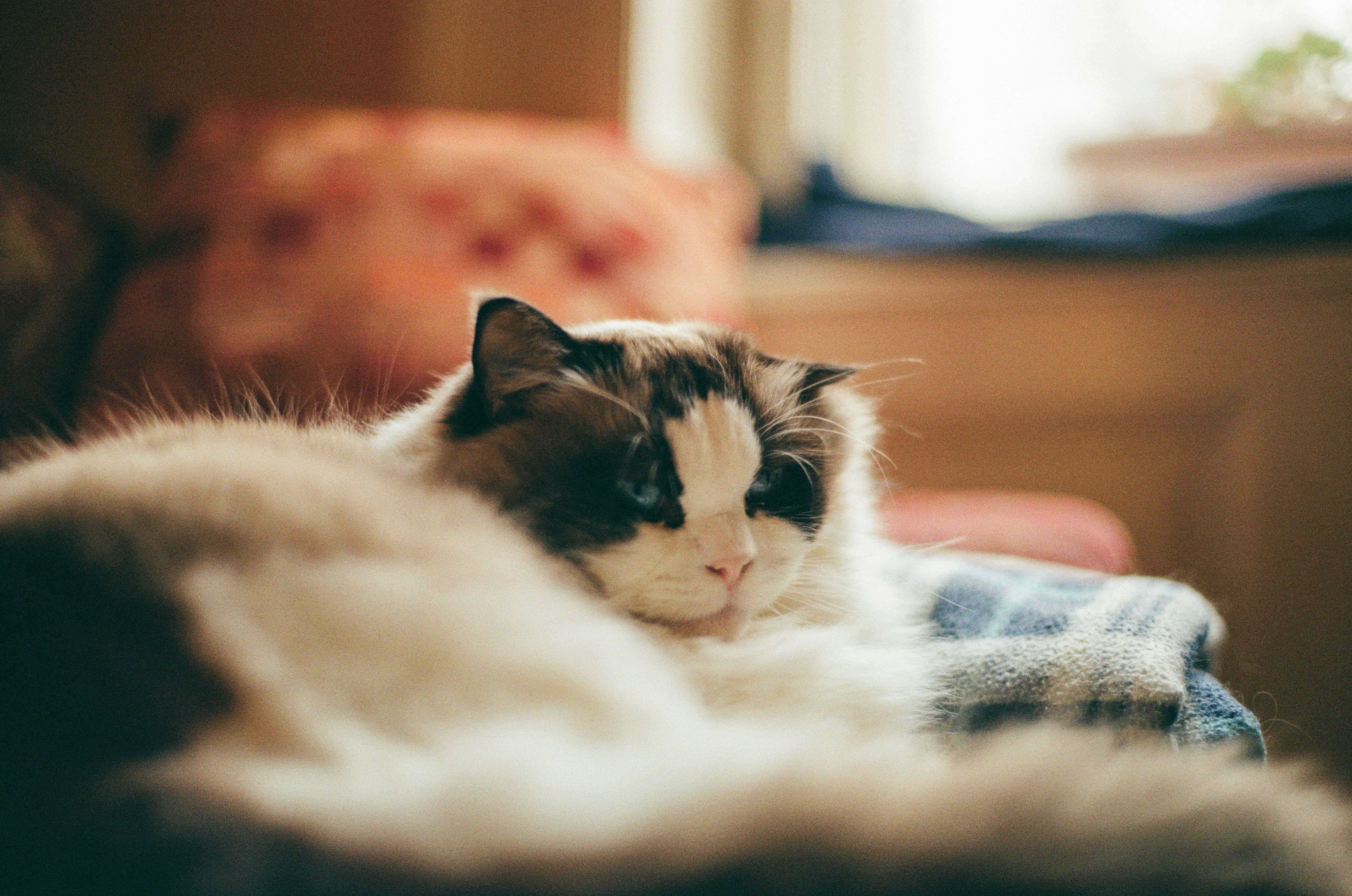 a cat laying on top of a blanket on a couch