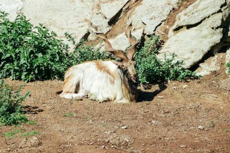 The Fainting Goat: A Unique Domestic Breed