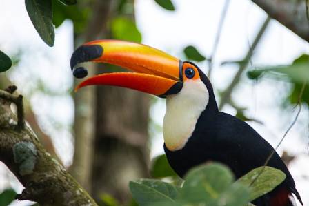 The Most Colorful Neighbors: 5 Types of Toucans