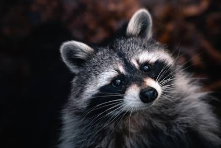 Raccoons: The Masked Mammals of North America